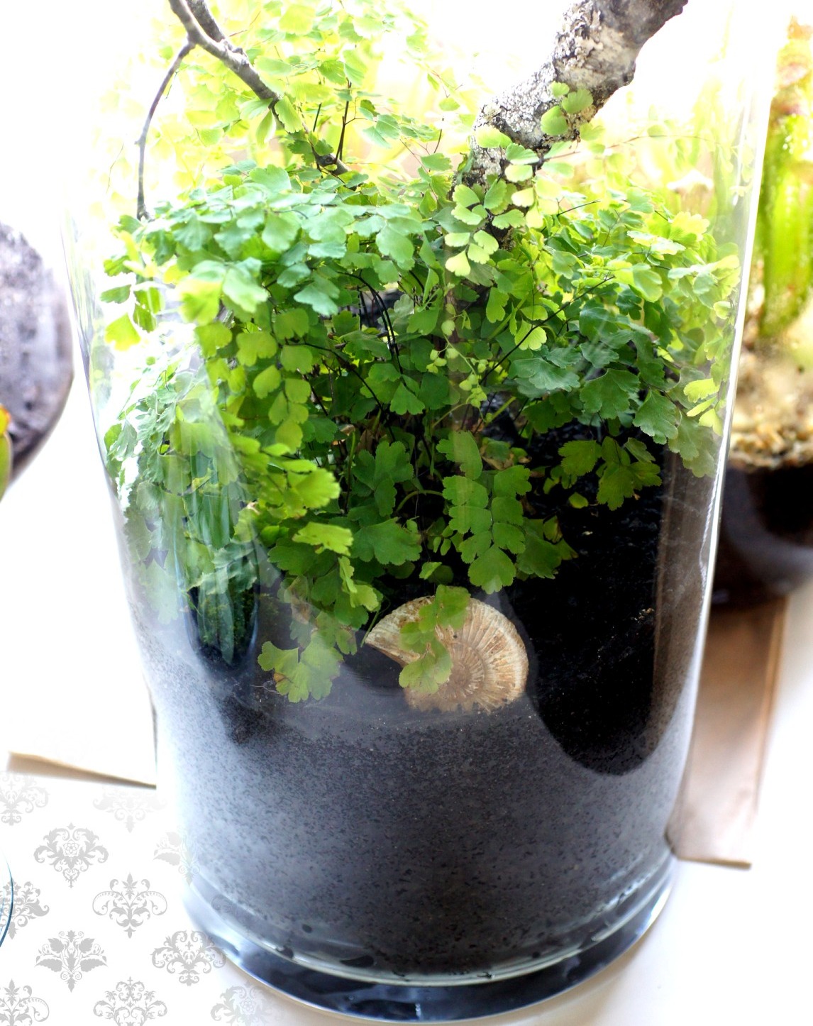 Maidenhair fern with driftwood and ammonite in a tall glass vase